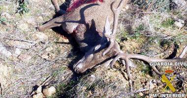 Detenidos por abatir presuntamente un ciervo en Alburquerque (Badajoz)